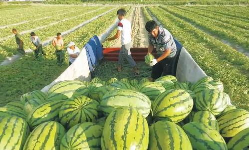 夏天在麦地吃瓜图片  第2张