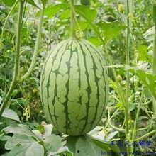 梦见抢了大瓜吃,揭秘梦中抢瓜的神秘寓意  第3张