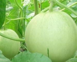 怀孕可以吃赖瓜吗