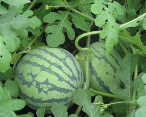 怀孕可以吃赖瓜吗  第2张