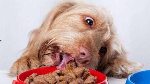 狗吃瓜配文,揭秘宠物界的趣味瞬间