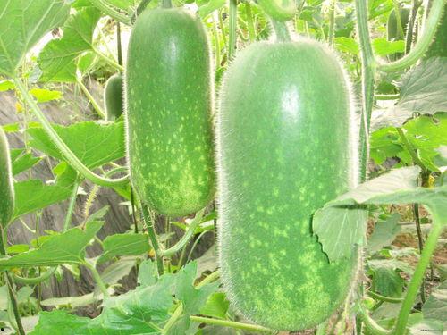 豪仔吃瓜,揭秘娱乐圈幕后故事  第1张