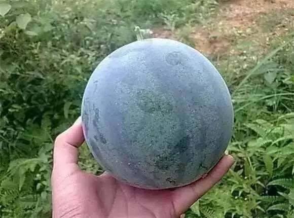 吃籽瓜会发胖,吃籽瓜真的会发胖吗？揭秘籽瓜热量与减肥真相  第1张