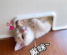 啾咪吃瓜,揭秘娱乐圈那些不为人知的幕后故事  第1张