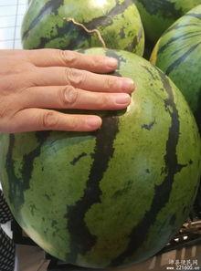 大瓜顿什么吃发热,探寻美食与健康的微妙平衡  第2张