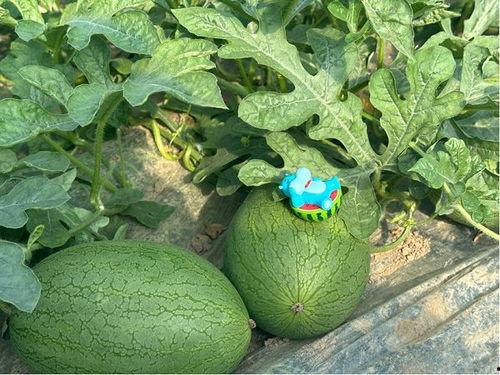 大网黄吃瓜,揭秘网络红人的幕后故事  第1张