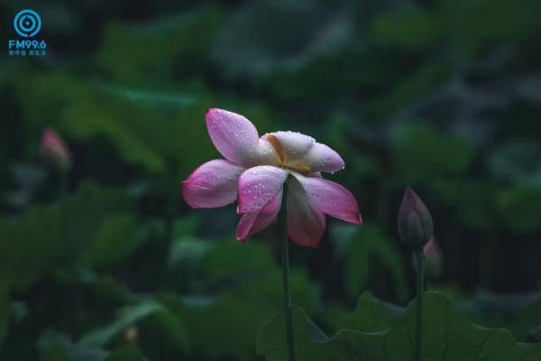 夏至吃瓜的诗句,诗意盎然的夏日食趣  第1张