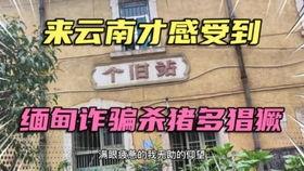 鹤岗职业吃瓜,揭秘网络红人的另类生存之道  第1张
