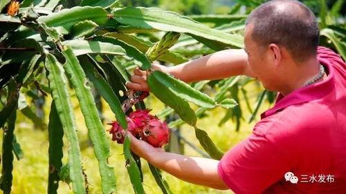做梦树上摘瓜吃,树上摘瓜的奇幻之旅  第1张