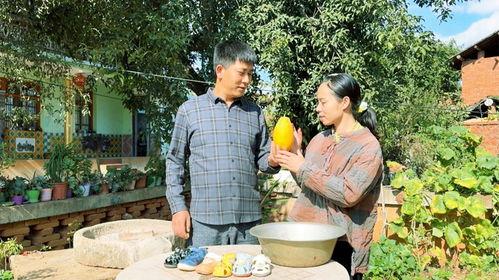 做梦树上摘瓜吃,树上摘瓜的奇幻之旅  第3张