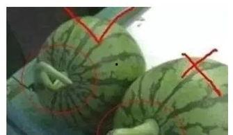 吃瓜不吃瓜看什么生肖,吃瓜不吃瓜，生肖性格大揭秘  第3张