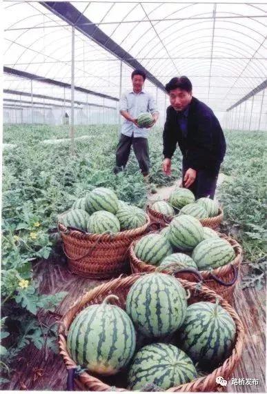 河南吃瓜文化 第1张 河南吃瓜文化 第1张