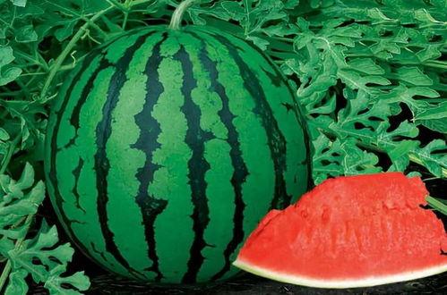 子峰吃瓜,揭秘娱乐圈的甜蜜与苦涩 第3张 子峰吃瓜,揭秘娱乐圈的甜蜜与苦涩 第3张