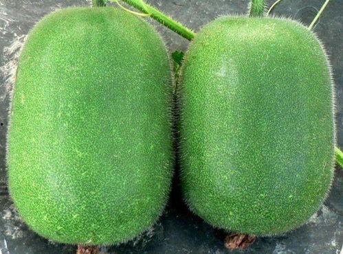 吃瓜有什么艺术特色,品味生活,笑对人生 第3张 吃瓜有什么艺术特色,品味生活,笑对人生 第3张