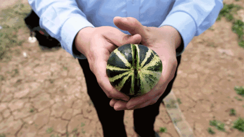 来自山东的吃瓜群众,揭秘本地特色美食背后的故事 第2张 来自山东的吃瓜群众,揭秘本地特色美食背后的故事 第2张