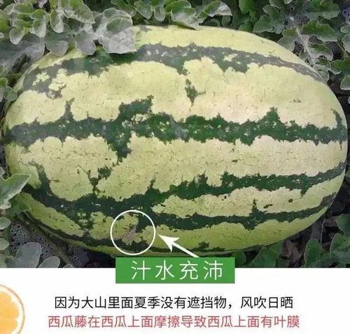 温州吃瓜事件黄,黄生引发的舆论漩涡与反思 第2张 温州吃瓜事件黄,黄生引发的舆论漩涡与反思 第2张