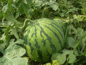 温州吃瓜事件黄,黄生引发的舆论漩涡与反思 第3张 温州吃瓜事件黄,黄生引发的舆论漩涡与反思 第3张