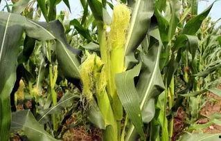 单县吃瓜墙,揭秘当地独特民俗风情 第2张 单县吃瓜墙,揭秘当地独特民俗风情 第2张