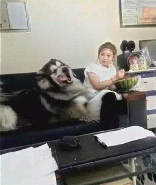 撒娇才有瓜吃,揭秘“撒娇才有瓜吃”的甜蜜秘诀 第1张 撒娇才有瓜吃,揭秘“撒娇才有瓜吃”的甜蜜秘诀 第1张