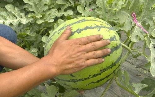 吴江绿地吃瓜 第1张 吴江绿地吃瓜 第1张