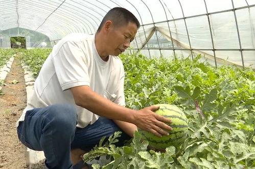 吴江绿地吃瓜 第2张 吴江绿地吃瓜 第2张