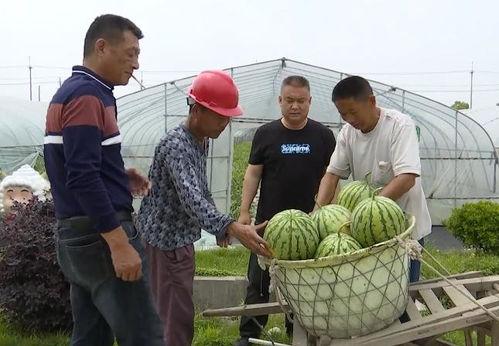 吴江绿地吃瓜 第3张 吴江绿地吃瓜 第3张