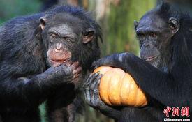 黑猩猩吃瓜图片 第1张 黑猩猩吃瓜图片 第1张
