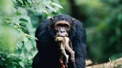 黑猩猩吃瓜图片 第2张 黑猩猩吃瓜图片 第2张