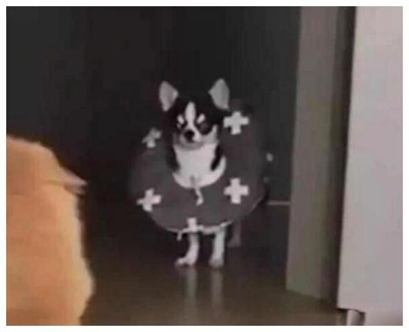 狗猫吃瓜有人吵架  第1张