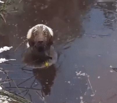 狗猫吃瓜有人吵架  第2张