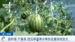 夏天吃瓜群众的好处  第1张
