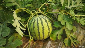 梦见摘了瓜吃瓜,摘瓜食瓜的奇幻体验  第2张