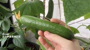 梦见摘了瓜吃瓜,摘瓜食瓜的奇幻体验  第3张