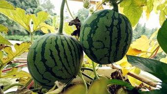 女寝室的吃瓜,揭秘宿舍里的八卦盛宴 第3张 女寝室的吃瓜,揭秘宿舍里的八卦盛宴 第3张