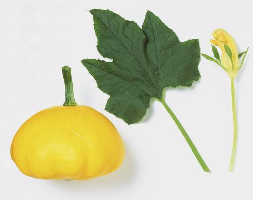 撒树叶吃瓜,探寻夏日消暑的独特风情 第1张 撒树叶吃瓜,探寻夏日消暑的独特风情 第1张