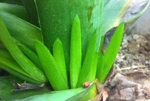 撒树叶吃瓜,探寻夏日消暑的独特风情 第2张 撒树叶吃瓜,探寻夏日消暑的独特风情 第2张