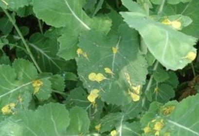 撒树叶吃瓜,探寻夏日消暑的独特风情 第3张 撒树叶吃瓜,探寻夏日消暑的独特风情 第3张