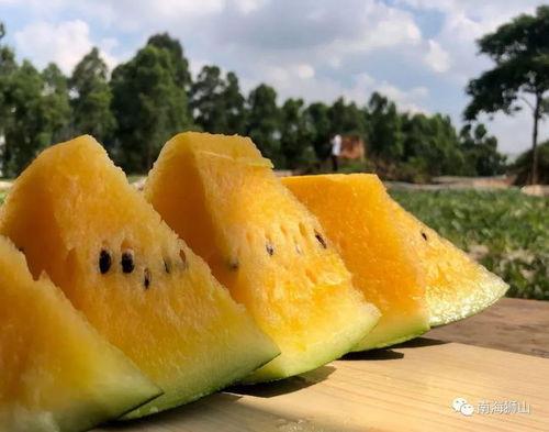 沙陇吃瓜,夏日里的欢乐盛宴  第2张