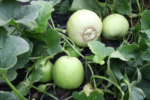 沙陇吃瓜,夏日里的欢乐盛宴  第3张