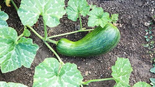 术后可以吃瓠瓜吗  第1张