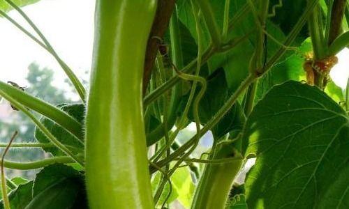 术后可以吃瓠瓜吗  第2张