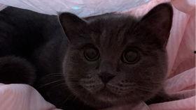 带你吃瓜解说猫咪,带你吃瓜解密喵星人的味蕾世界 第1张 带你吃瓜解说猫咪,带你吃瓜解密喵星人的味蕾世界 第1张