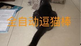 带你吃瓜解说猫咪,带你吃瓜解密喵星人的味蕾世界 第2张 带你吃瓜解说猫咪,带你吃瓜解密喵星人的味蕾世界 第2张