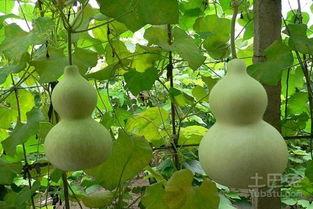 葫芦瓜嫩叶可以吃吗,绿色餐桌上的美味佳肴  第2张