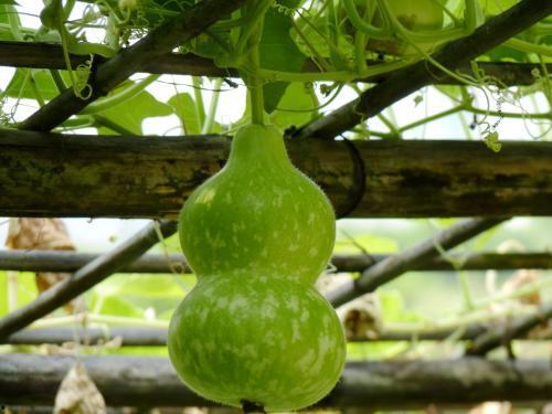 葫芦瓜嫩叶可以吃吗,绿色餐桌上的美味佳肴  第3张