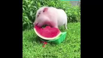 动物吃小猪的瓜,动物食猪之谜探究 第3张 动物吃小猪的瓜,动物食猪之谜探究 第3张