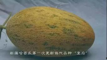 语音厅吃瓜,揭秘网络社交的趣味与争议