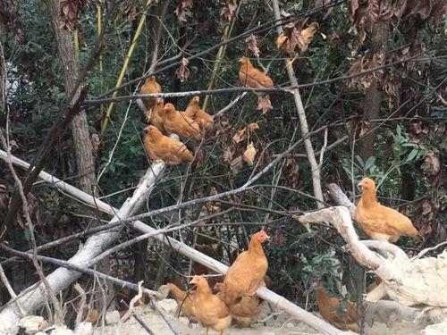 中老年人吃鸡瓜好不好,中老年人食用鸡瓜的益处与注意事项