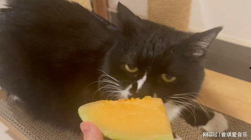 猫咪吃哈密瓜声控,声控互动乐趣无限  第2张