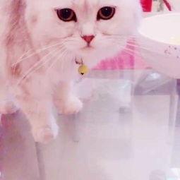 猫咪吃哈密瓜声控,声控互动乐趣无限  第3张